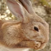 Tavşan Duvar Kağıdı